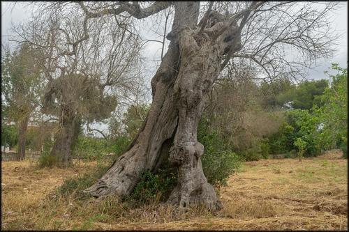 Olive tree Large.jpg