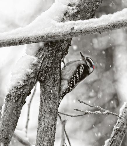 2-7-21 - Hairy Woodpecker In Snow Storm - reduced resolution.jpg