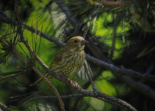 P1010604 European Greenfinch.jpg