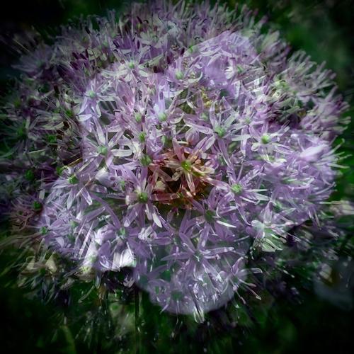 Wildflower Multiple Exposure.jpg