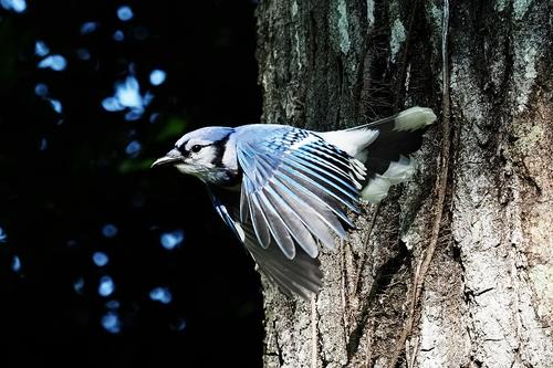 Blue Jay 5.jpg