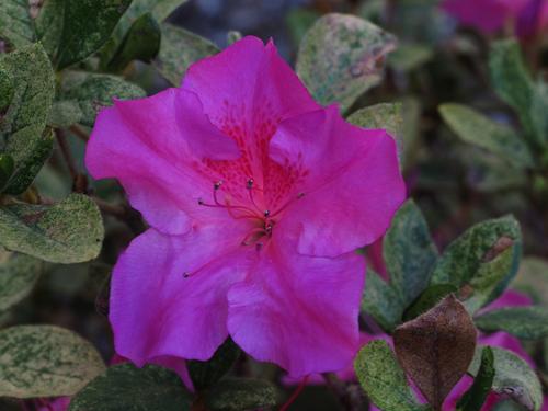 Purple Azalea 01.JPG