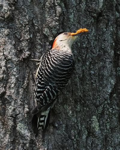 Red Breasted Woodpecker.jpg