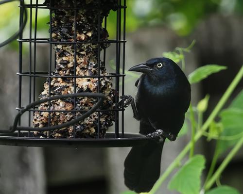 4 Red Winged Balackbird.jpg