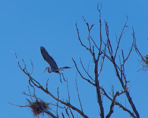 Marshall Terrace Park - Herons - 7 of 8.jpeg