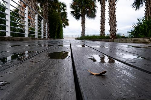 Boardwalk after rain.jpg