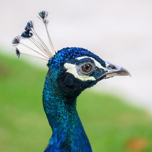 Peacock.jpg