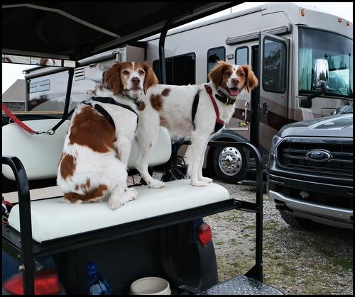 5-14-23 - Golf cart dogs.jpg