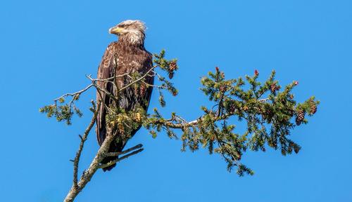 Young eagle 2 sm.jpg