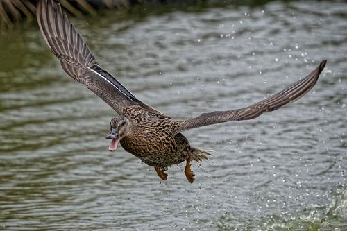 DSCF5058duck escaping.jpg