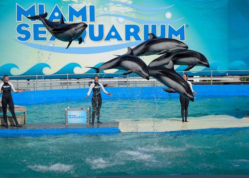 Miami Seaquarium 140713-47.jpg