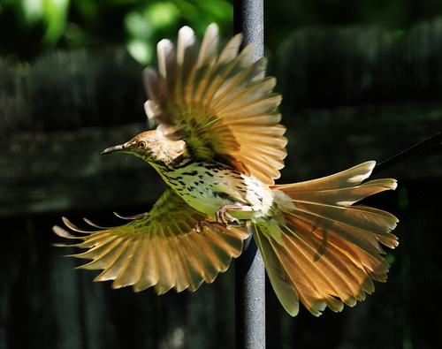 Brown Thrasher 2.jpg