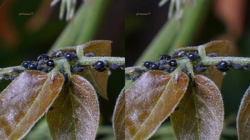 aphids 3D.jpg