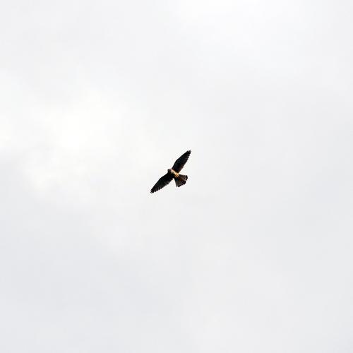 Bird of prey.JPG