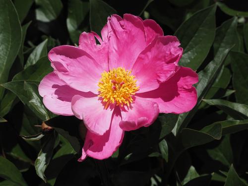 Peony.jpg