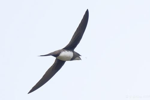 DSC_1033 Alpine Swift-denoise, Dunbar, 25th Mar 2023 (Frank Golding).jpg