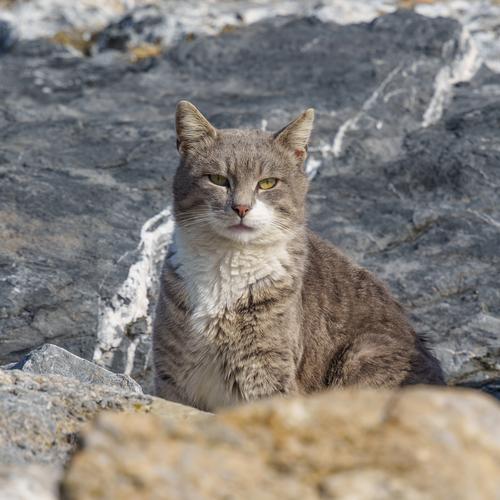 Street Cat of Istanbul