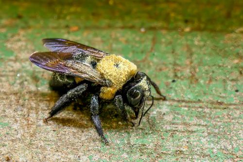 Carpenter bee-3.jpg