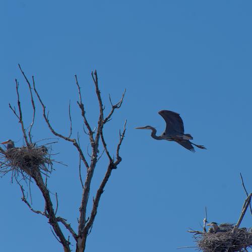 Marshall Terrace Park - Herons - 5 of 8.jpeg