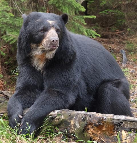 4-9-23 - Zoo - Bear with forest.jpg