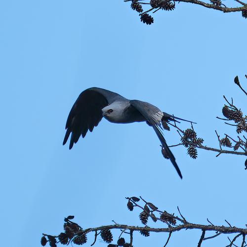 Mississippi Kite in flight.jpg