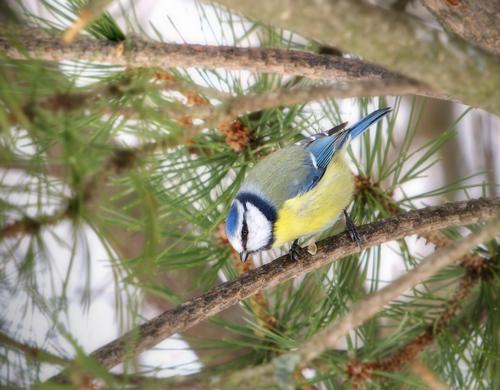 _1010374 Blue tit.jpg