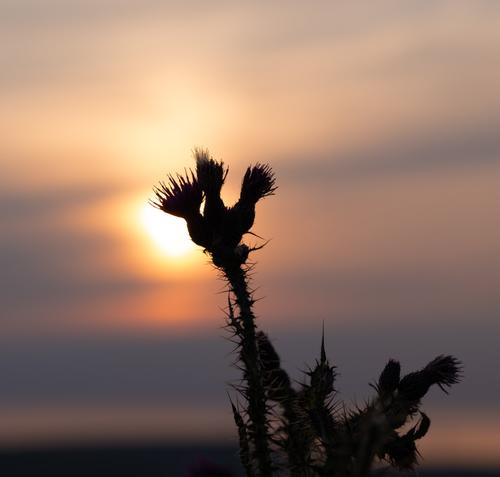 Thistle in shadow_(Large).jpg