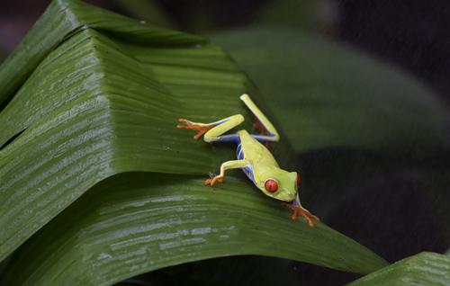 Tree frog 02.jpg