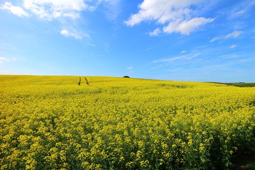 Canola3 Drysdale.JPG