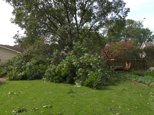 Tree Down 1.jpg