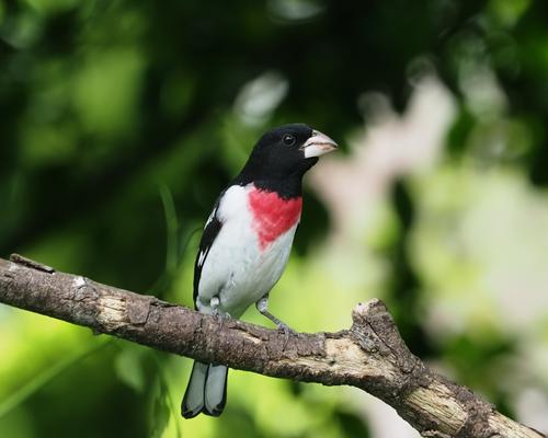 1 Rose-breasted Grosbeak.jpg