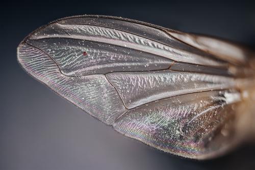 housefly_wing_10X.jpg