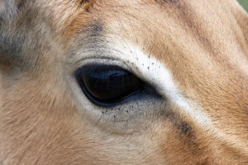 _DSC0155 Impala close-up-denoise -crop2.jpg