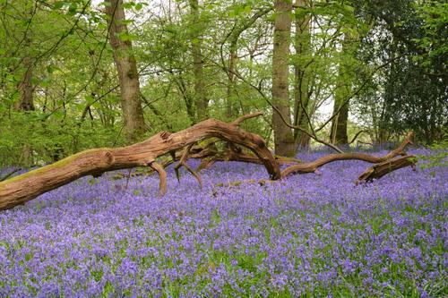 Bluebells 5a.jpg