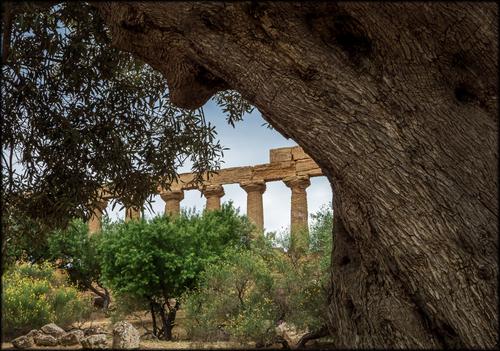 Olive tree healthy.jpg