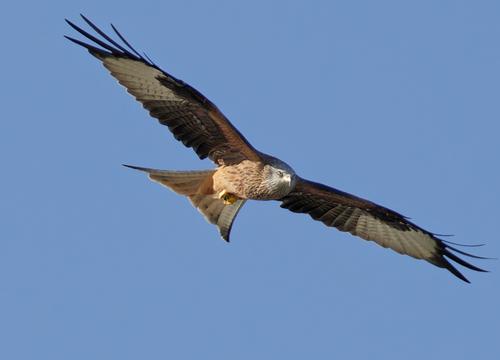 Red Kite 2.jpg