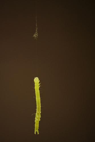 IMGP8767yellowwormhangingfromthread.jpg