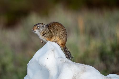 UintaGroundSquirrel_DSC_1929.jpg