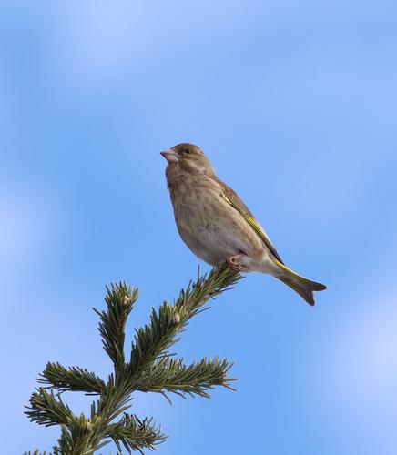 _4040591 Greenfinch (Chloris chloris).jpg