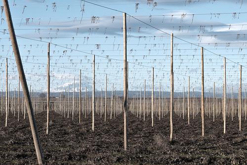 hops harvest.jpg