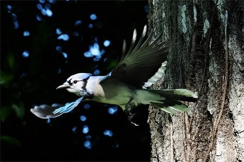 Blue Jay 6.jpg