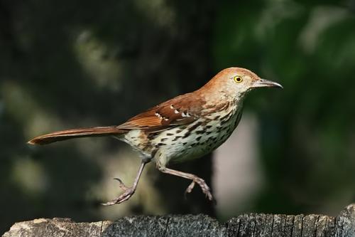 Brown Thrasher 2.jpg