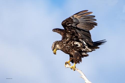 JuvBaldEagle_DSC_3229.jpg