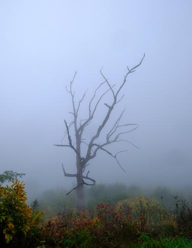 Dead Tree in Fog.jpg