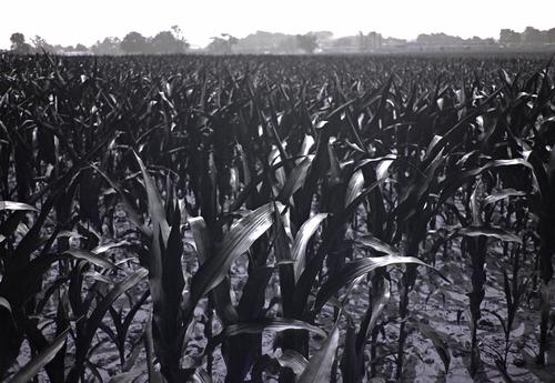 IMGP8787cornfieldinUV.jpg