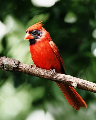 6 Male Cardinal.jpg