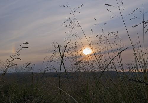 Sun through the grass_(Large).jpg