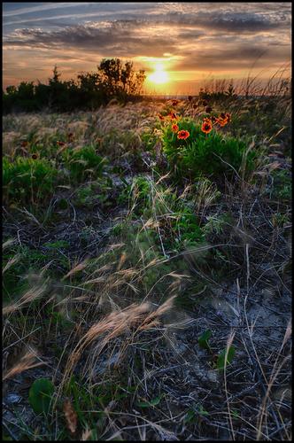 5-7-23 - Sunset flowers - 2 copy.jpg