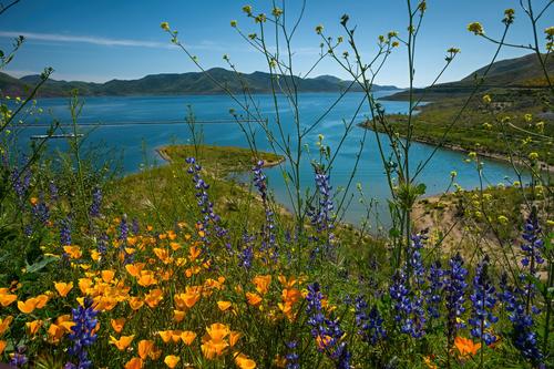 Diamond Valley Wildflower Trail.jpg