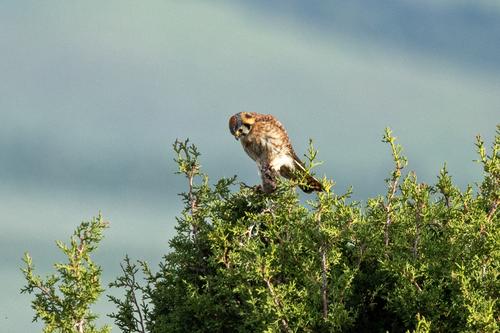 Kestrel_DSC_1796.jpg